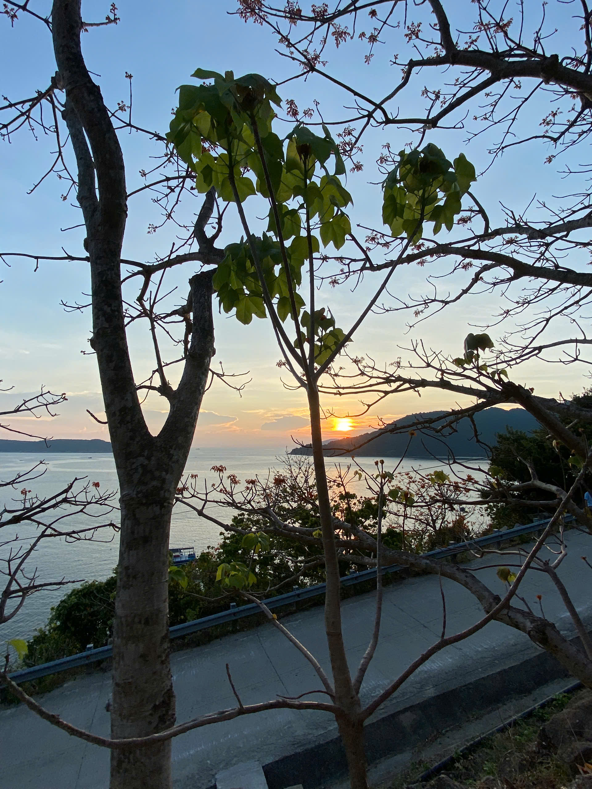 Nghề Đan Võng Ngô Đồng Cù Lao Chàm: Hành Trình Từ Vật Dụng Thường Ngày Đến Di Sản Văn Hóa Phi Vật Thể Quốc Gia