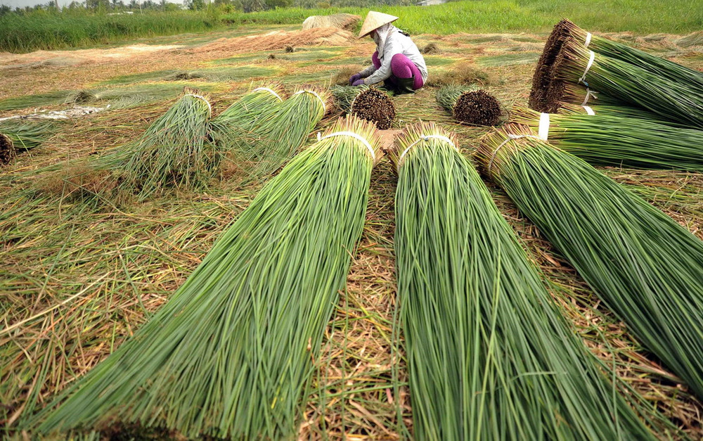 Làng Chiếu Cẩm Nê – Nơi Từng Sợi Lác Mang Hồn Xứ Quảng Hơn 600 Năm