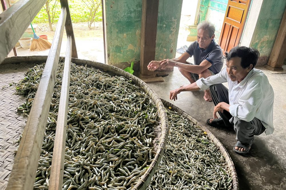 Làng lụa Mã Châu – Di Sản Tơ Tằm Hơn 600 Năm Xứ Quảng